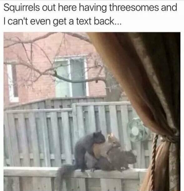 Squirrels out here having threesomes and I can't even get a text back...