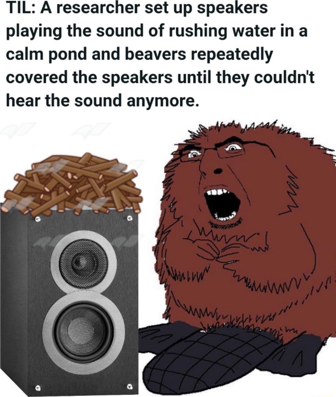 TIL A researcher set up speakers playing the sound of rushing water in a calm pond and beavers repeatedly covered the speakers until they couldnt hear the sound anymore