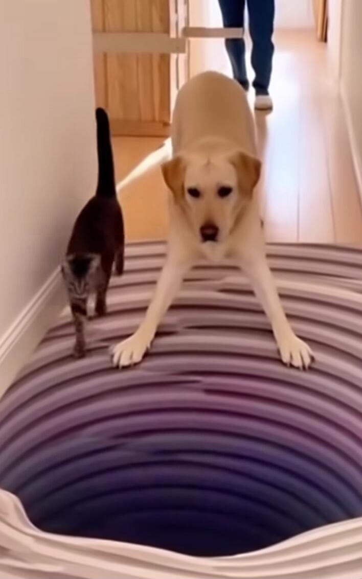 A light-colored dog and a dark cat standing at the rim of a large, purple spiral pit in a hallway.