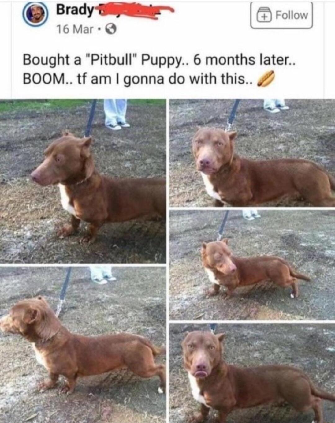 O Brady 16 Mar Bought a Pitbull Puppy 6 months later BOOM tf am gonna do with thi