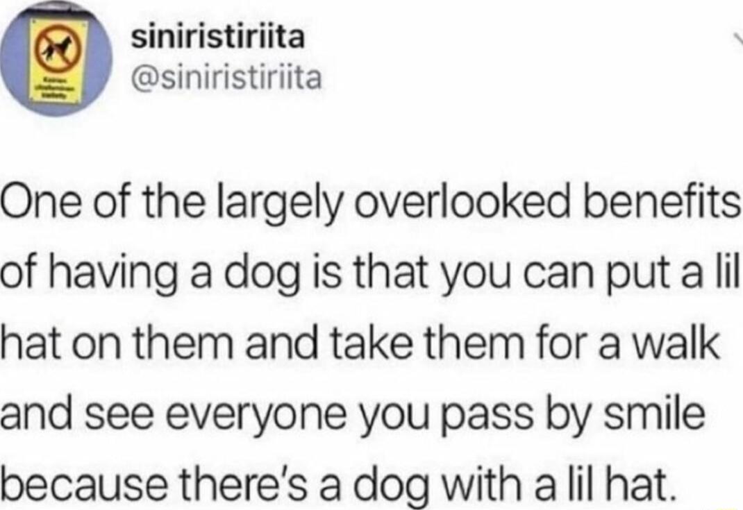 siniristiriita siniristiriita One of the largely overlooked benefits of having a dog is that you can put a lil hat on them and take them for a walk and see everyone you pass by smile because theres a dog with a lil hat