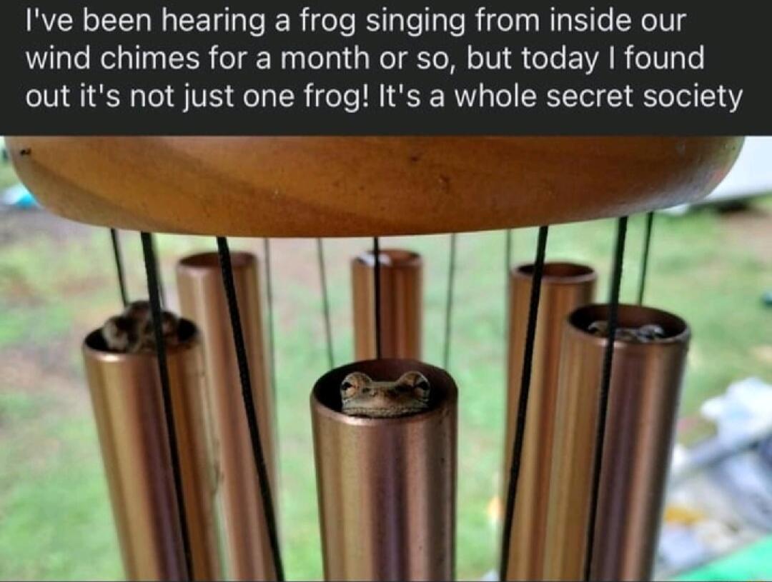 Ive been hearing a frog singing from inside our wind chimes for a month or so but today found out its not just one frog Its a whole secret society