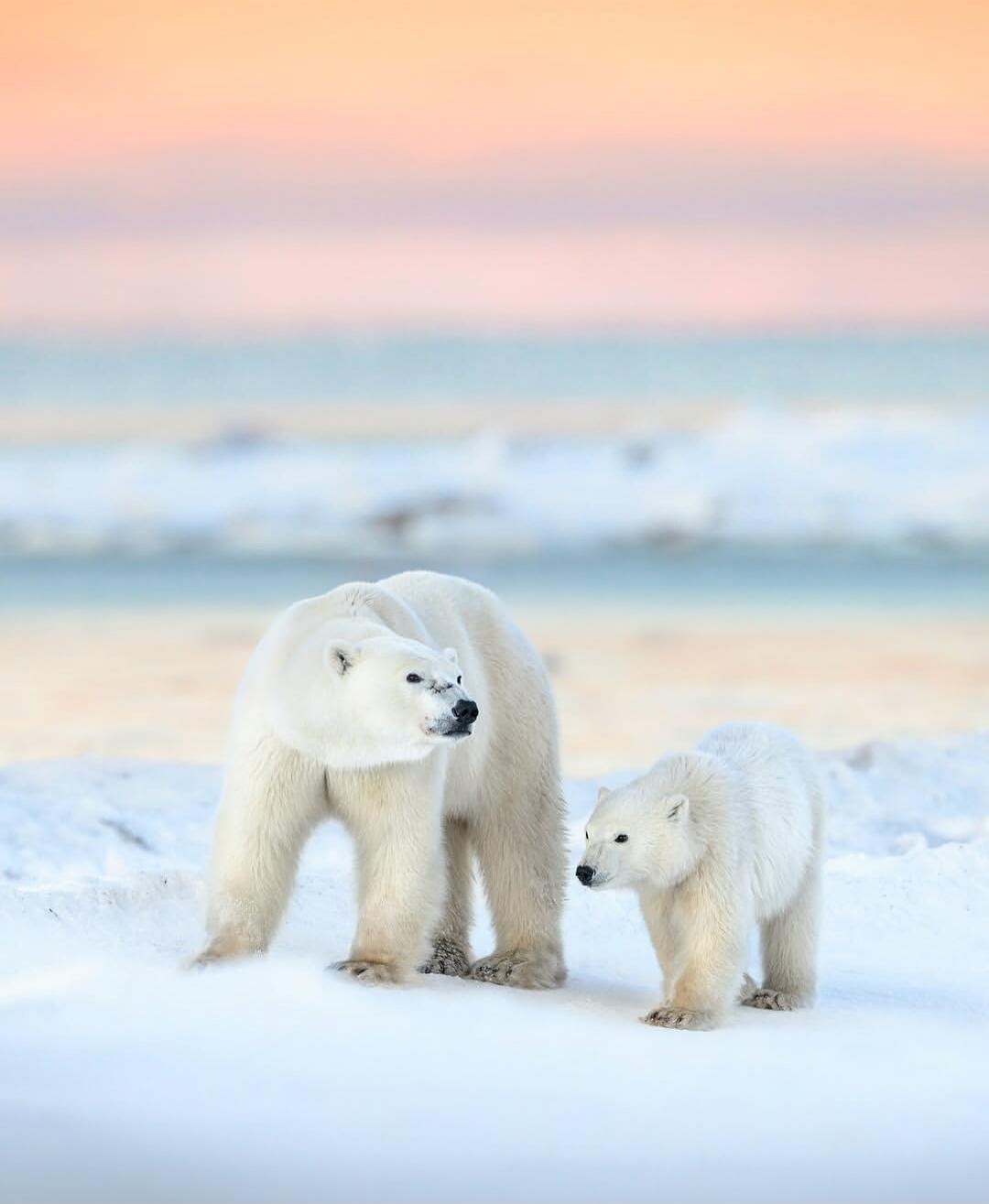 Two polar bears (an adult and a cub) walking on snow in a chilly Arctic landscape with a pastel sunset.