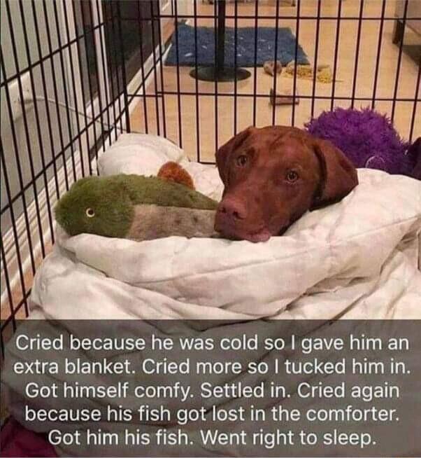 Cried because he was cold so gave him an extra blanket Cried more so tucked him in Got himself comfy Settled in Cried again because his fish got lost in the comforter Got him his fish Went right to sleep