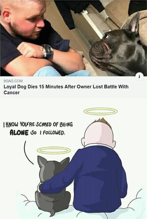 Loyal Dog Dies 15 Minutes After Owner Lost Battle With Cancer KNOW YOWRE SCARED OF BEING ALONE So FOLLOWED
