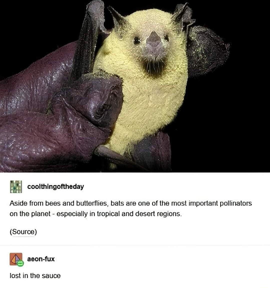 coottingonnocsy Aside from bees and buterflies bals are one of the most important polinalors on the plane especially in ropical and desert regions Source seonux lost in the sauco