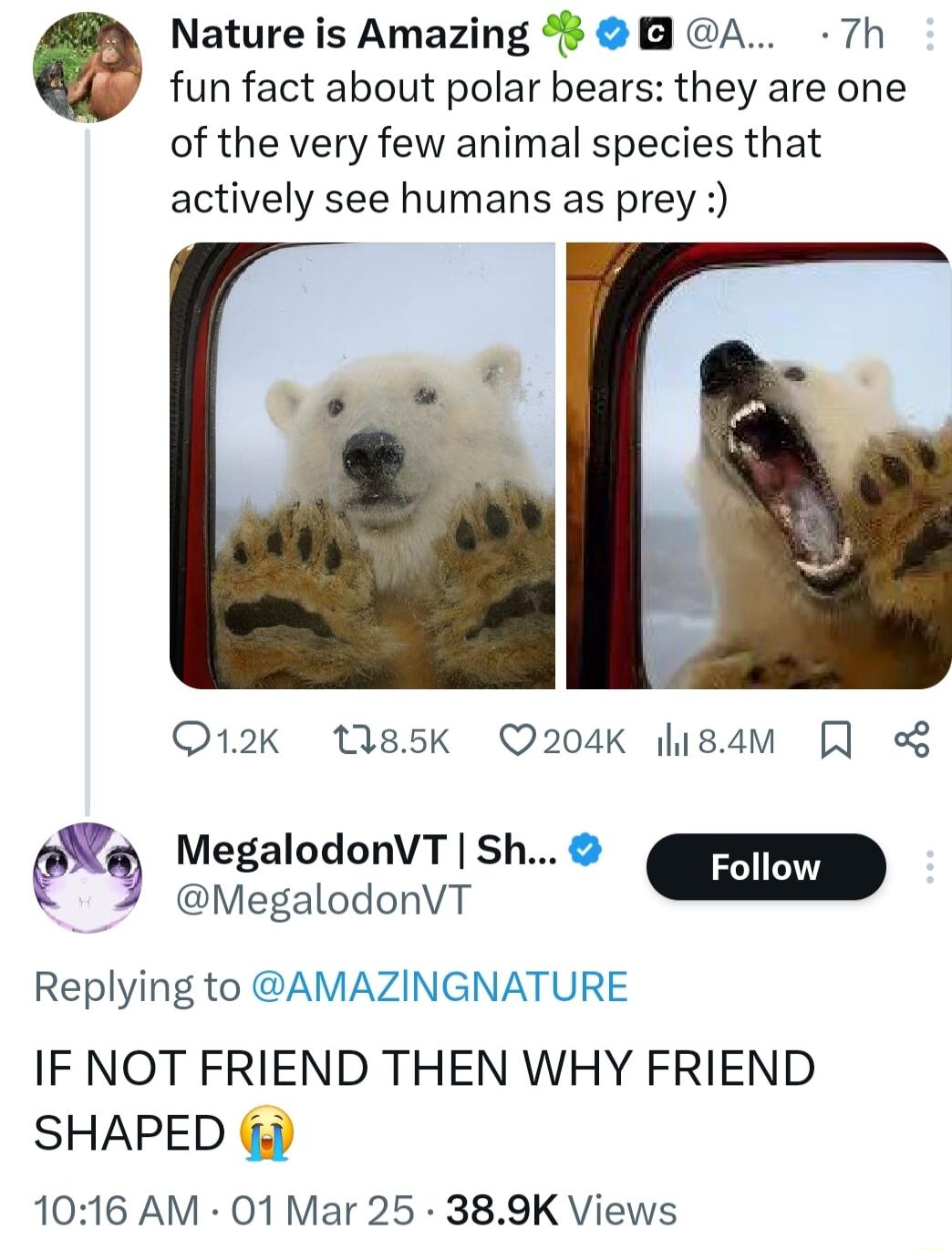Nature is Amazing A 7h fun fact about polar bears they are one of the very few animal specles that actively see humans as prey el O12k 185K 204K 184M Wa MegalodonVTSh 3 Q MegalodonVT m Replying to AMAZINGNATURE IF NOT FRIEND THEN WHY FRIEND SHAPED 1016 AM 01 Mar 25 389K Views