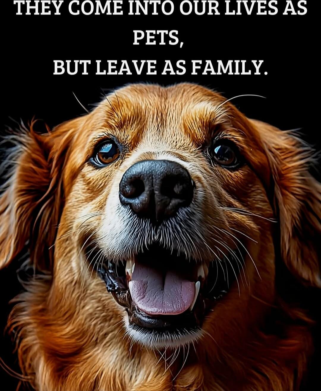 THEY COME INTO OUR LIVES AS PETS, BUT LEAVE AS FAMILY.