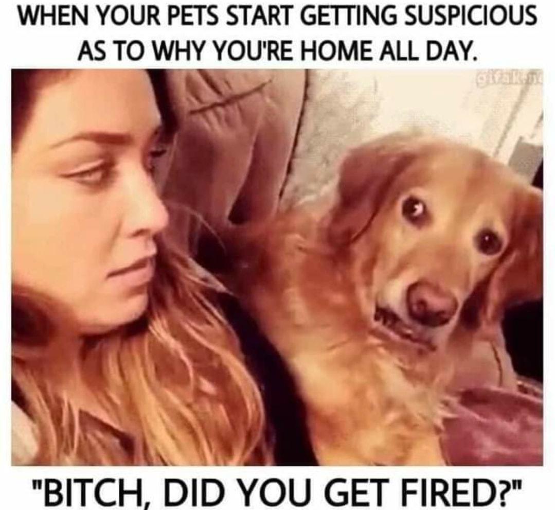 WHEN YOUR PETS START GETTING SUSPICIOUS AS TO WHY YOURE HOME ALL DAY BITCH DID YOU GET FIRED