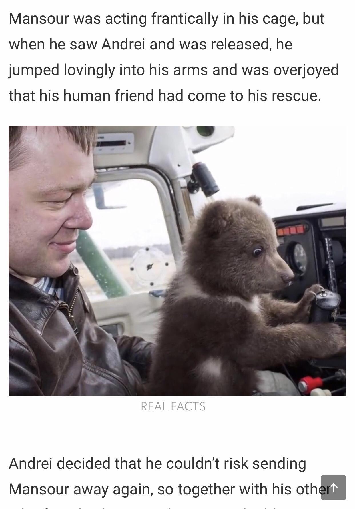 Mansour was acting frantically in his cage but when he saw Andrei and was released he jumped lovingly into his arms and was overjoyed that his human friend had come to his rescue REAL FACTS Andrei decided that he couldnt risk sending Mansour away again so together with his oth