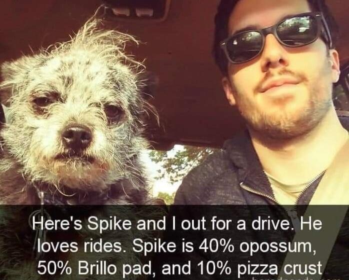 Heres Spike and out for a drive He loves rides Spike is 40 opossum 50 Brillo pad and 10 pizza crust