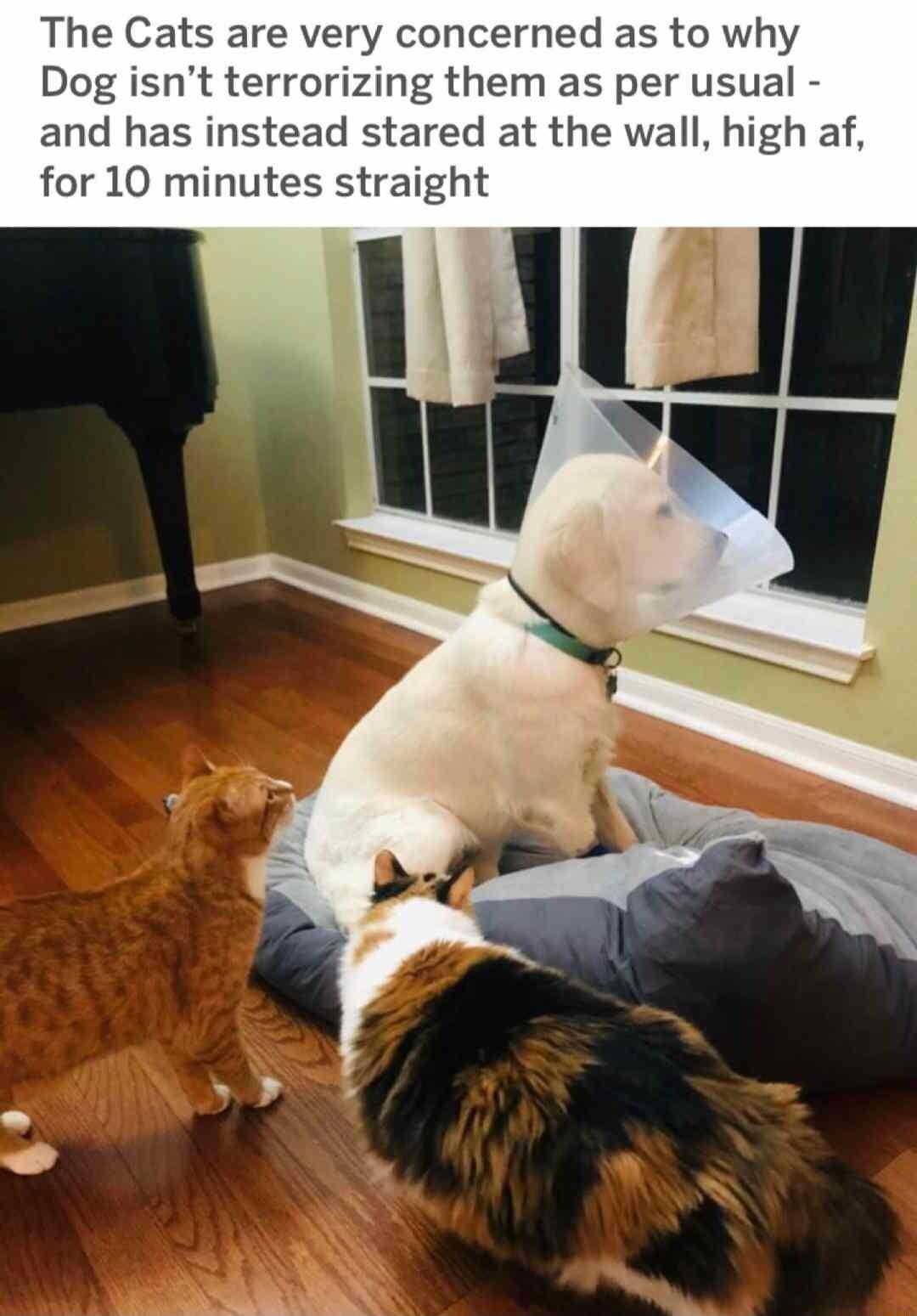 The Cats are very concerned as to why Dog isnt terrorizing them as per usual and has instead stared at the wall high af for 10 minutes straight
