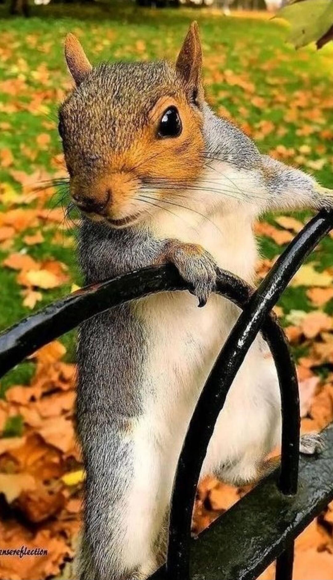 A gray squirrel perched on a black metal fence, with autumn leaves scattered on the ground.