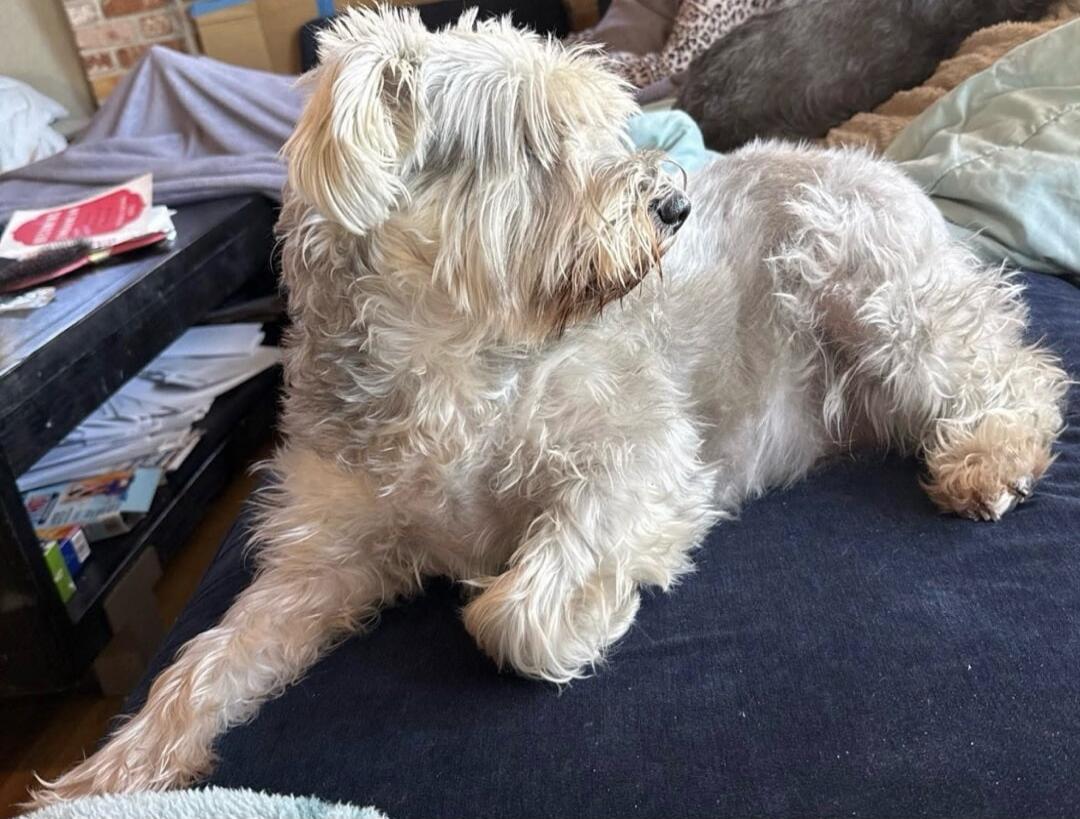 A small fluffy white dog lying on a couch.