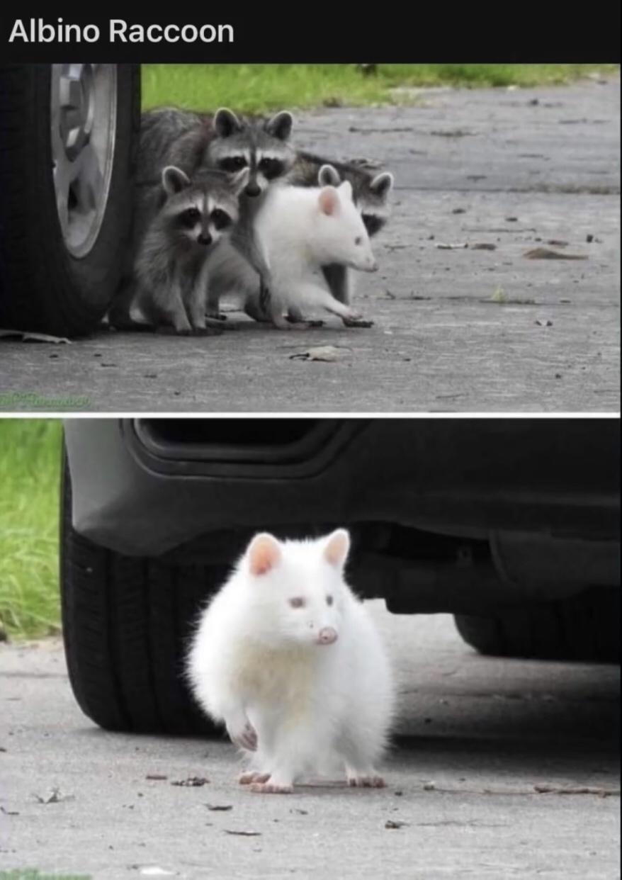 Albino Raccoon