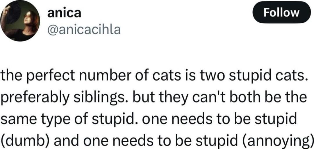 anicacihla the perfect number of cats is two stupid cats preferably siblings but they cant both be the same type of stupid one needs to be stupid dumb and one needs to be stupid annoying