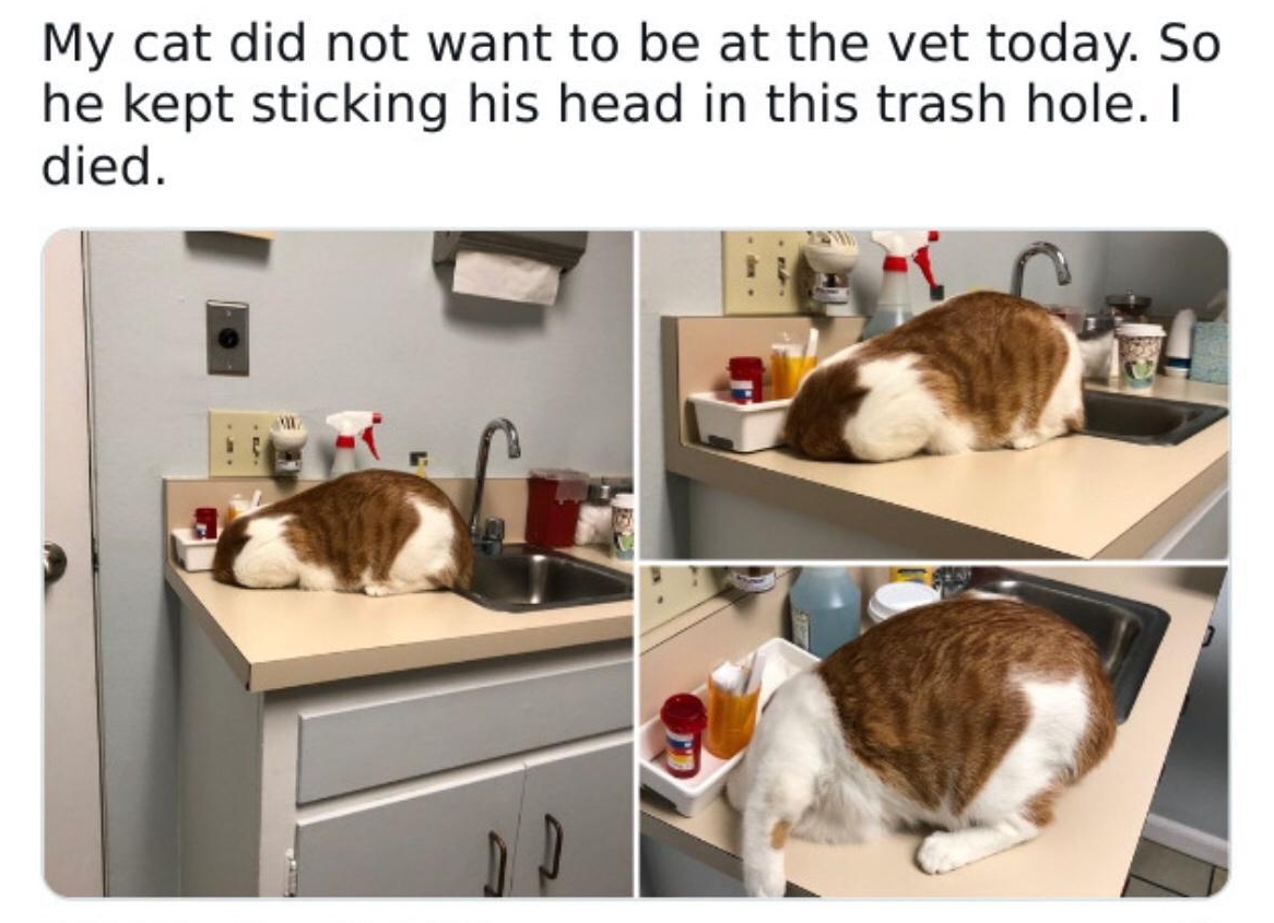 ER ety perez 60 L 4 itsashiyperez Follow My cat did not want to be at the vet today So he kept sticking his head in this trash hole died 805 PM Dec 19 2018 Read the full conversation on Twitter