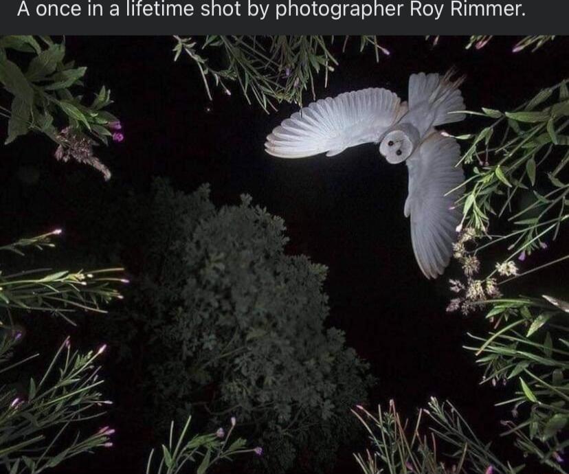 Aonce In a lifetime shot by photographer Roy Rimmer