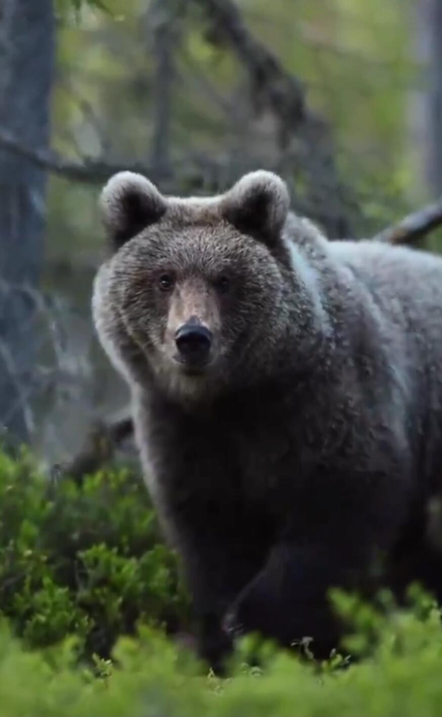 A bear standing in a forest.