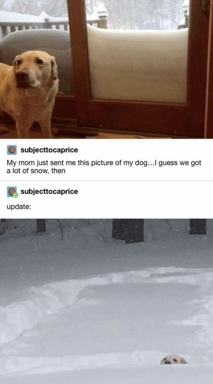 subjecttocaprice My mom just sent me this picture of my dog guess we got alot of snow then subjecttocaprice update S