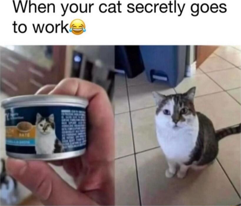 When your cat secretly goes to works