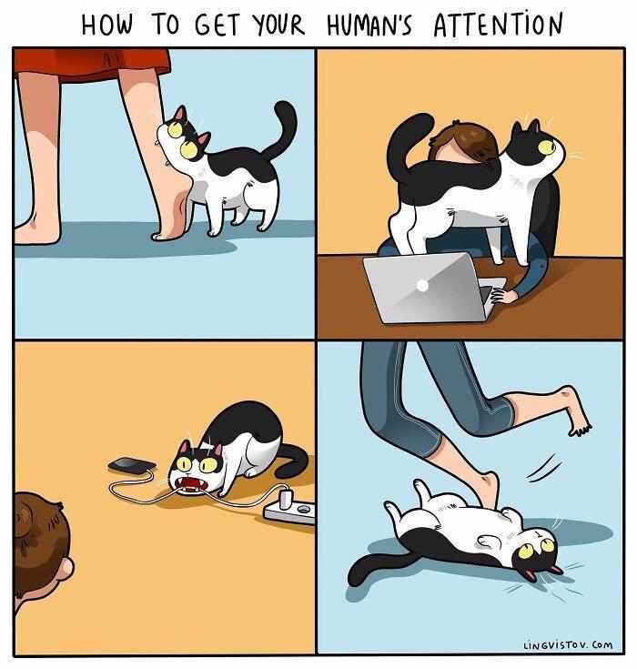 HOW TO GET YOUR HUMANS ATTENTION