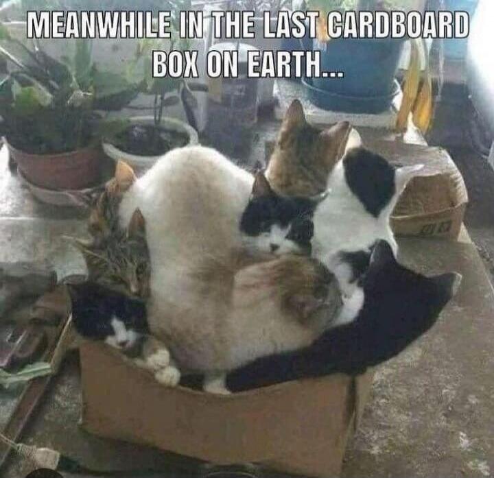 MEANWHILE IN THE LAST CARDBOARD BOX ON EARTH...