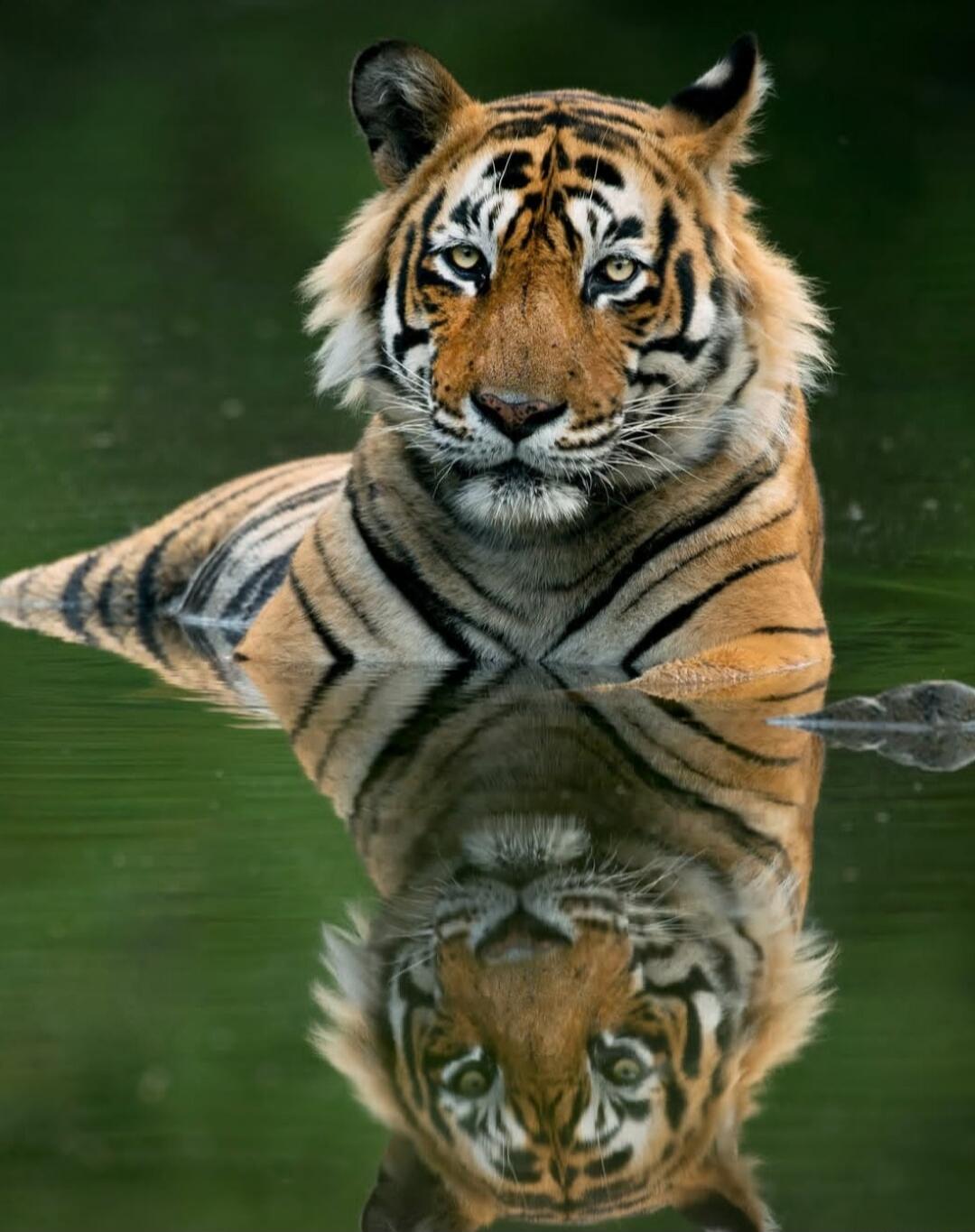 Tiger calmly swimming in water