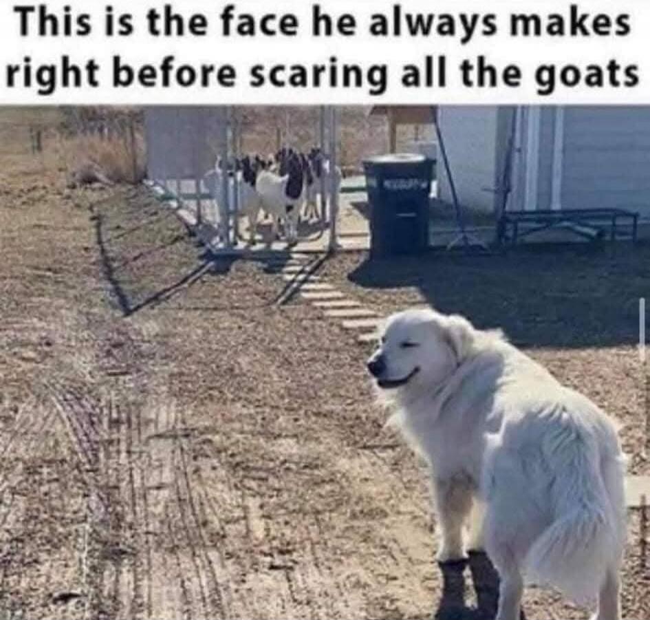 This is the face he always makes right before scaring all the goats