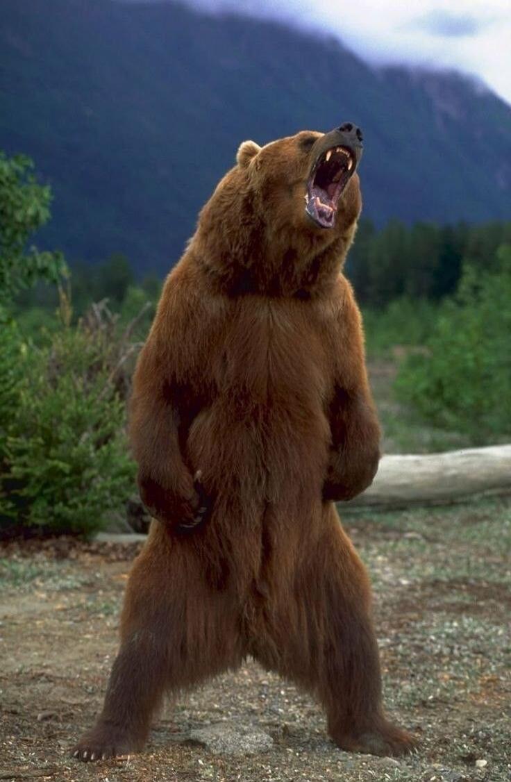 A brown bear standing on its hind legs with its mouth wide open as if roaring.