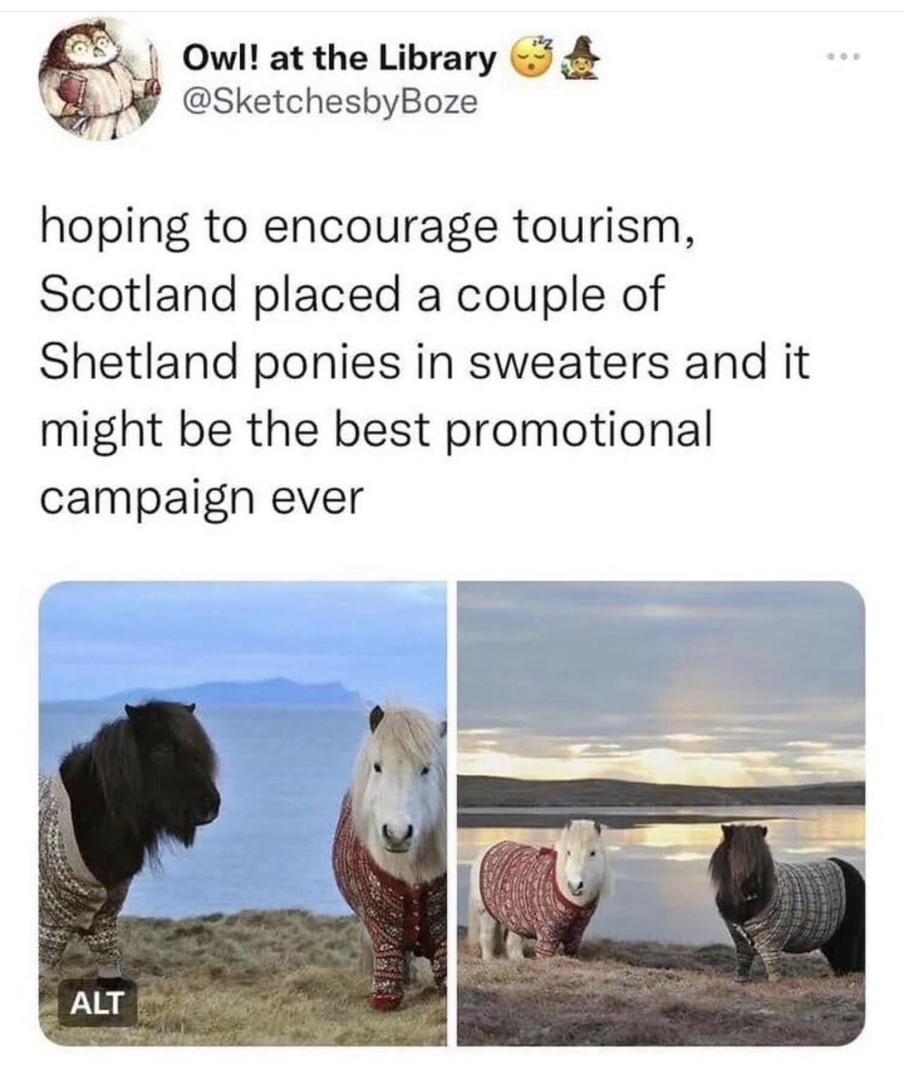 Owl at the Library SketchesbyBoze hoping to encourage tourism Scotland placed a couple of Shetland ponies in sweaters and it might be the best promotional campaign ever