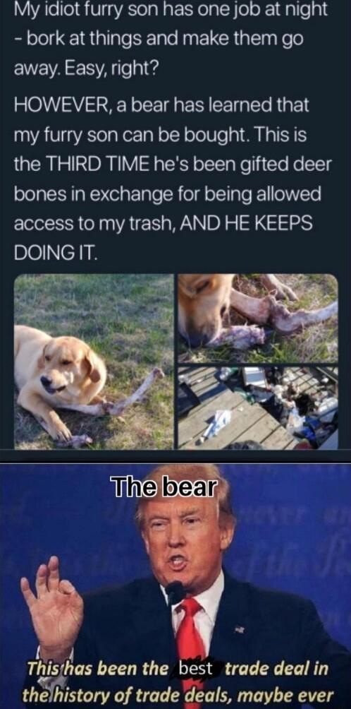 My idiot furry son has one job at night bork at things and make them go away Easy right HOWEVER a bear has learned that my furry son can be bought This is the THIRD TIME hes been gifted deer bones in exchange for being allowed access to my trash AND HE KEEPS DOINGIT This Ias been the best trade deal in thelhistory of trade deals maybe ever