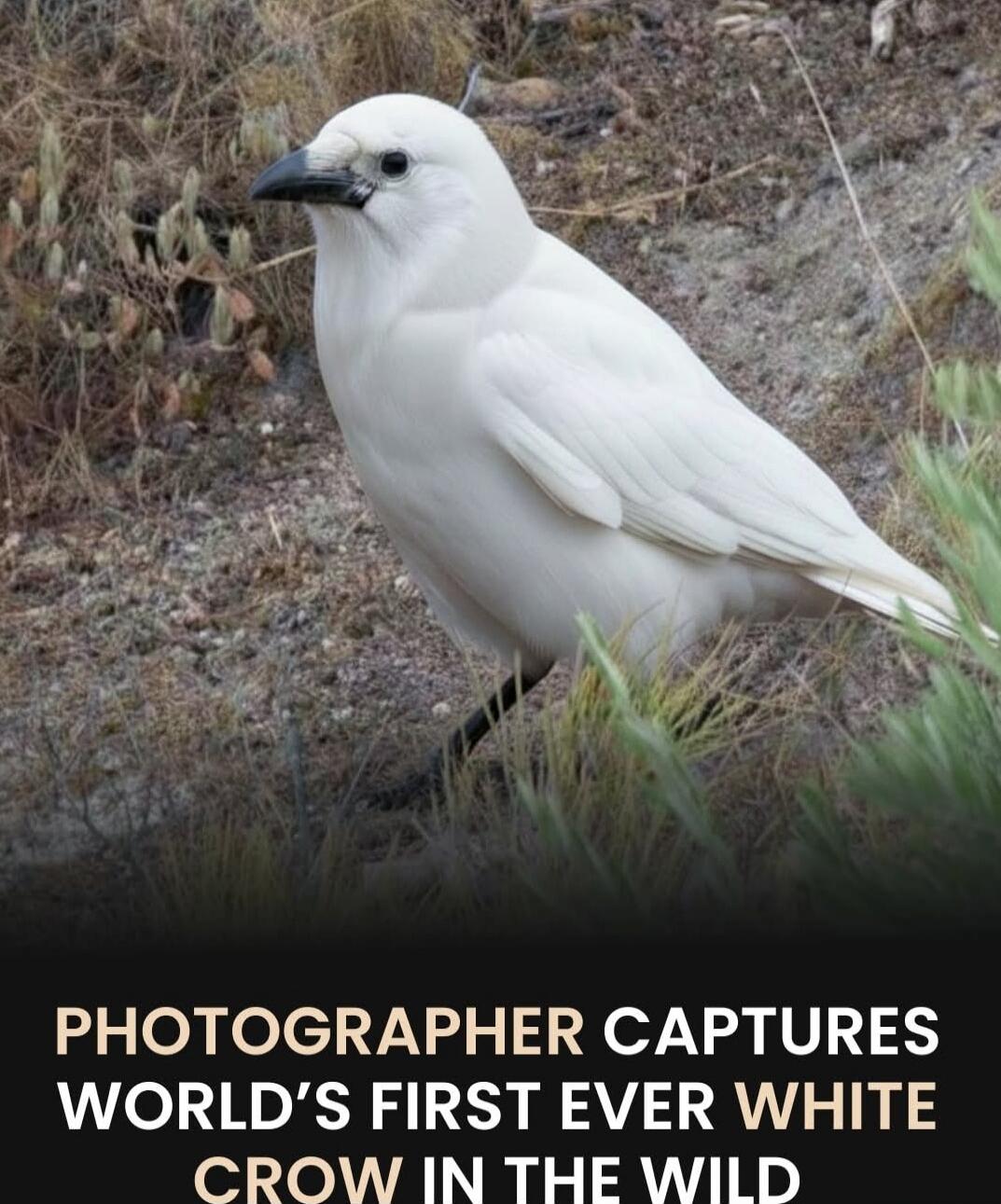 PHOTOGRAPHER CAPTURES WORLD'S FIRST EVER WHITE CROW IN THE WILD