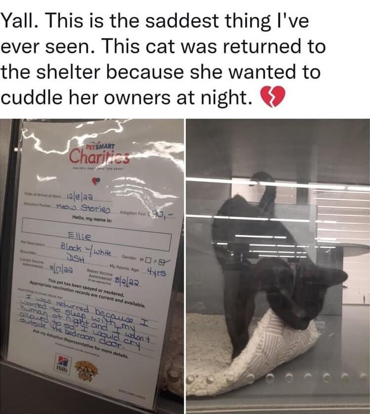 Yall This is the saddest thing Ive ever seen This cat was returned to