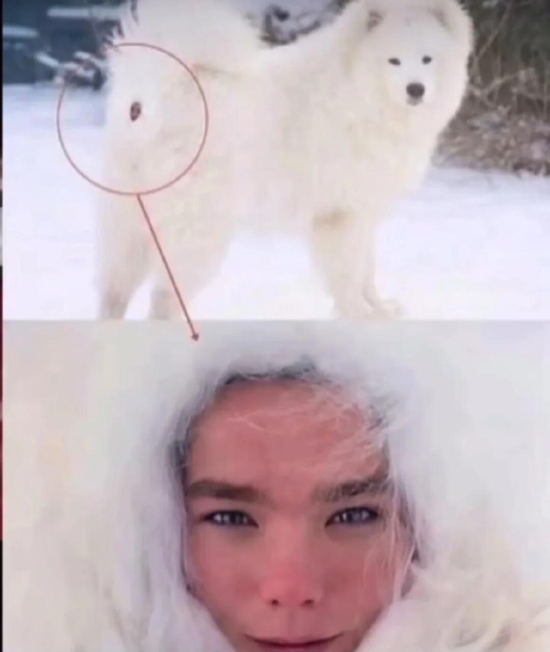 A white fluffy dog (Samoyed) in the snow. A red circle highlights the dog's anus, and an arrow points from it to the face of a person, Björk, wearing a white fluffy hood, creating a visual comparison.