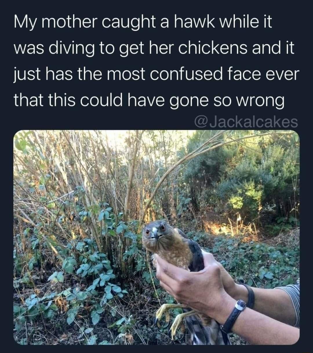 My mother caught a hawk while it was diving to get her chickens and it just has the most confused face ever that this could have gone so wrong