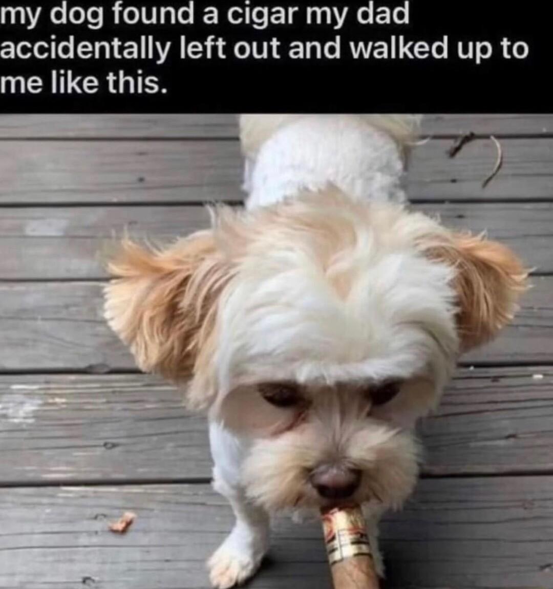 my dog found a cigar my dad cloloile 1 ALY s R TT T e RUVE T RV o B o IR GIEN