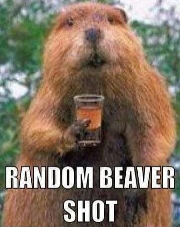 RANDOM BEAVER SHOT