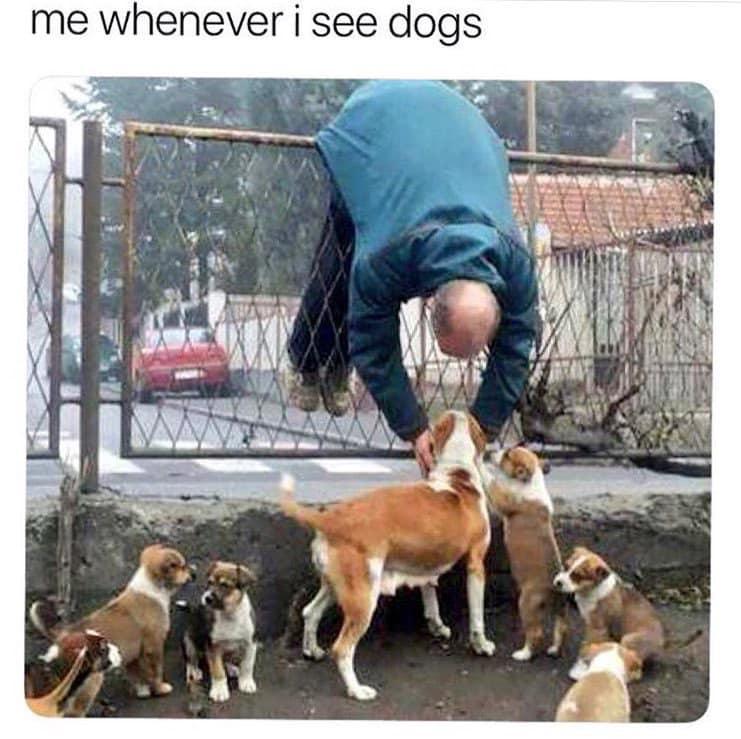 me whenever i see dogs