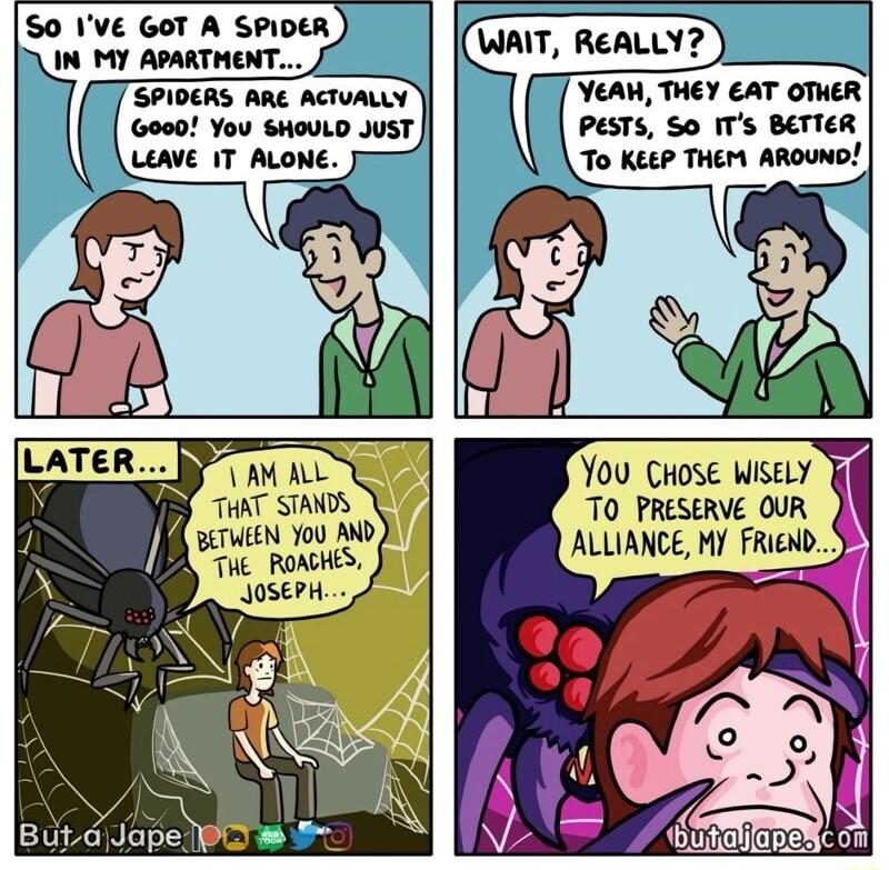 S0 IVE GOT A SPIDER IN MY APARTHENT WAIT ReALLY SPIDERS ARE ACTUALLY 000 You SHOULD JUST LEAVE IT ALONE VEAN THEY AT OTHER PESTS SO ITs BETTER To KEEP THEM AROUND s AM AL THAT STANDS BUtd Jape 0 B YOU CHose WISELY TO PRESERVE OUR ALLIANCE MY FRIEND