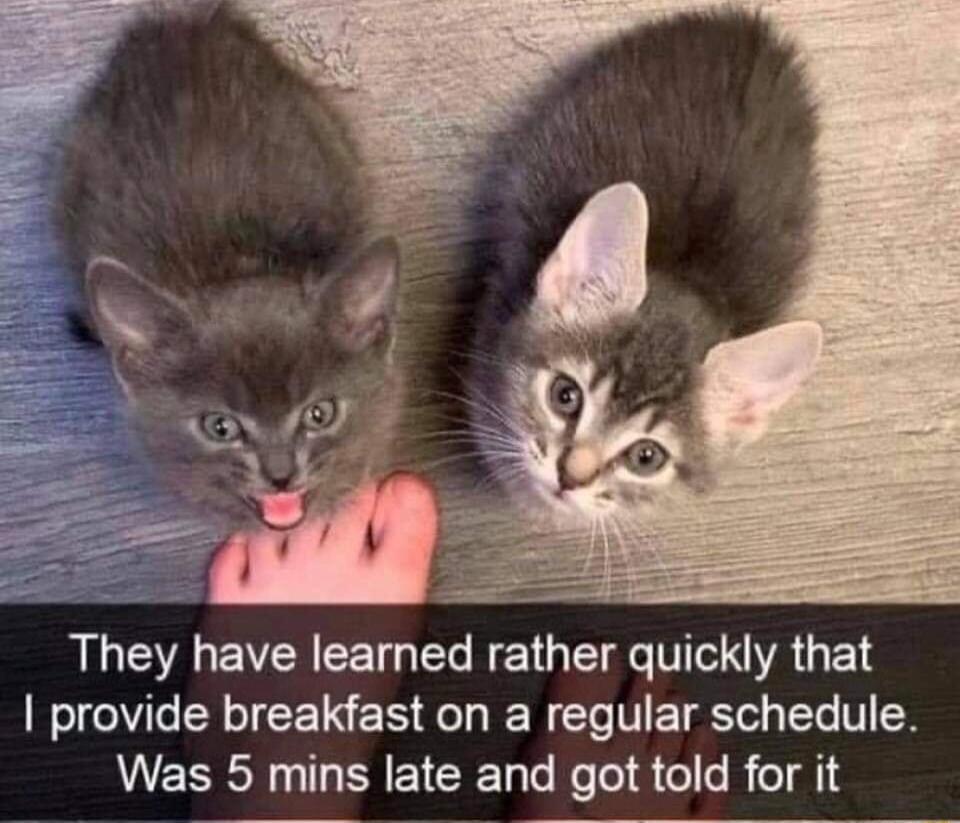 They have learned rather quickly that provide breakfast on a regular schedule Was 5 mins late and got told for it