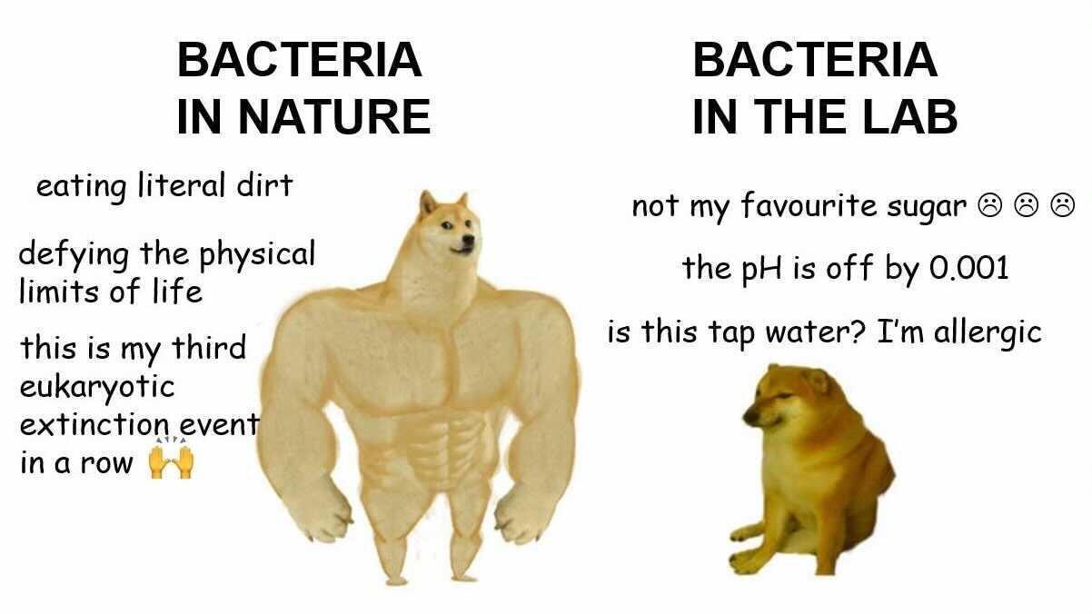 BACTERIA BACTERIA IN NATURE IN THE LAB eating literal dirt not my favourite sugar defying the physical the pH is of f by 0001 limits of life this is my third eukaryotic extinction even inarow is this tap water Im allergic