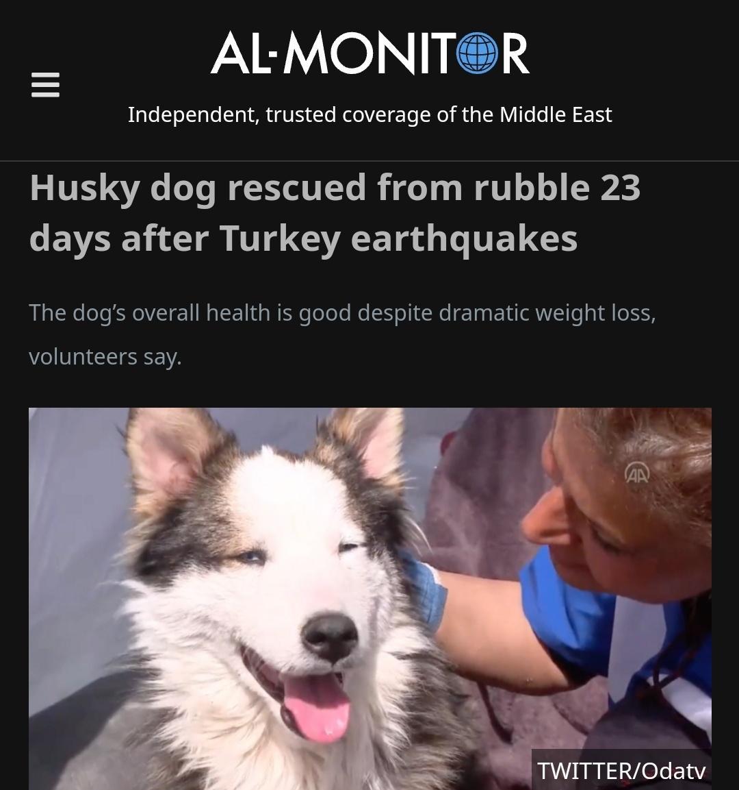 ALMONITR Independent trusted coverage of the Middle East Husky dog rescued from rubble 23 CEVAELCTR T GRETR O LIELES The dogs overall health is good despite dramatic weight loss volunteers say