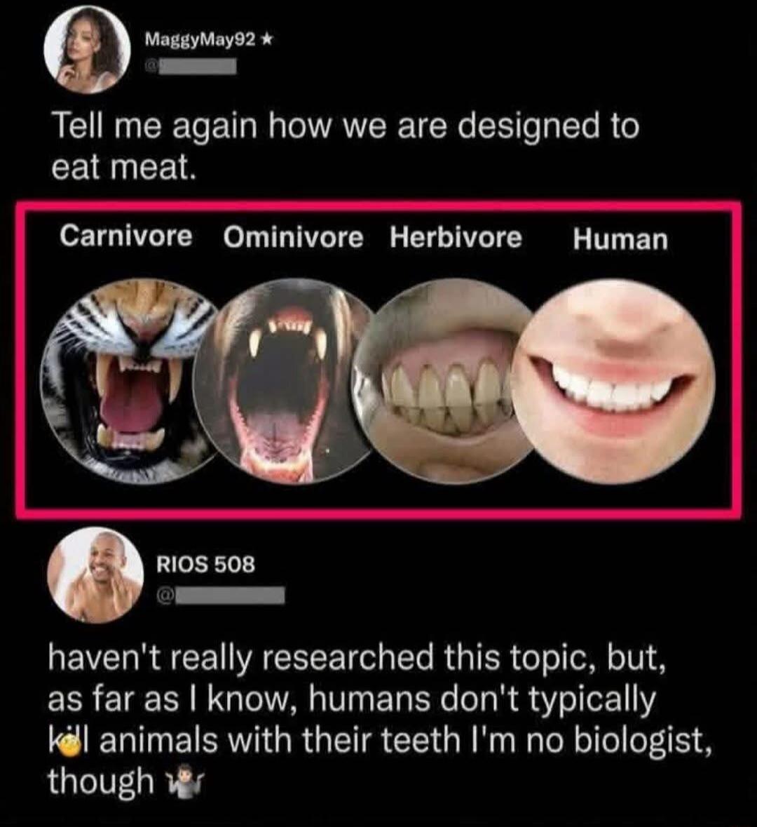 MaggyMay92: Tell me again how we are designed to eat meat. Carnivore, Omnivore, Herbivore, Human (with images of teeth for each). RIOS 508: haven't really researched this topic, but, as far as I know, humans don't typically kill animals with their teeth I'm no biologist, though 🤷‍♂️