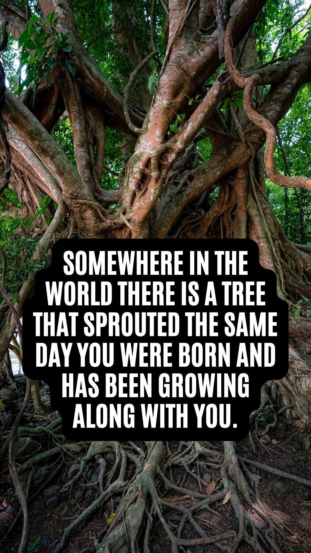 4 ik PP P o i 0 SOMEWHERE IN THE WORLD THERE IS ATREE THAT SPROUTED THE SAME DAY YOU WERE BORN AND HAS BEEN GROWING LIDLTER T 1