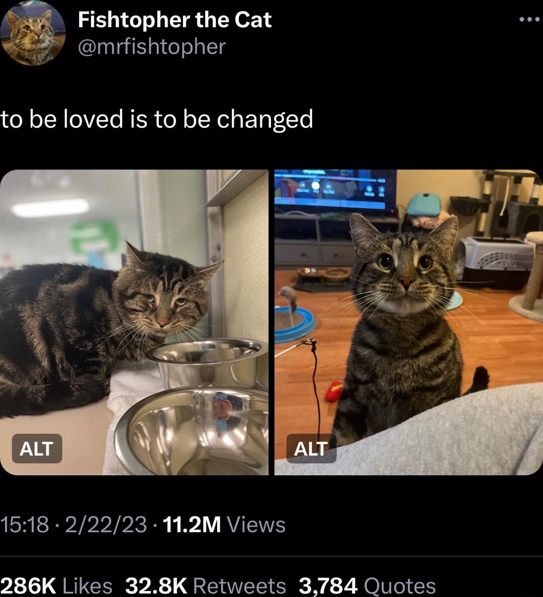 Fishtopher the Cat mrfishtopher to be loved is to be changed 1518 22223 112M Views 286K Likes 328K Retweets 3784 Quotes