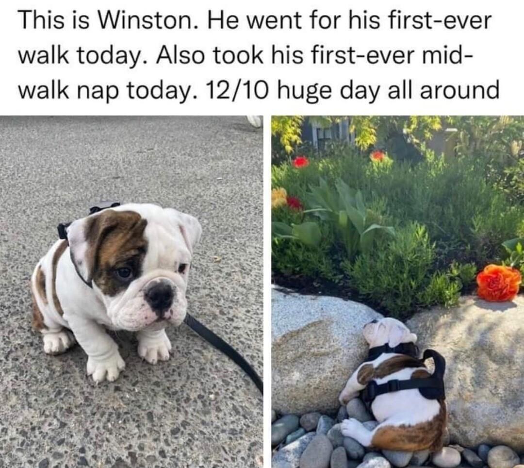 This is Winston He went for his first ever walk today Also took his first ever mid walk nap today 1210 huge day all around