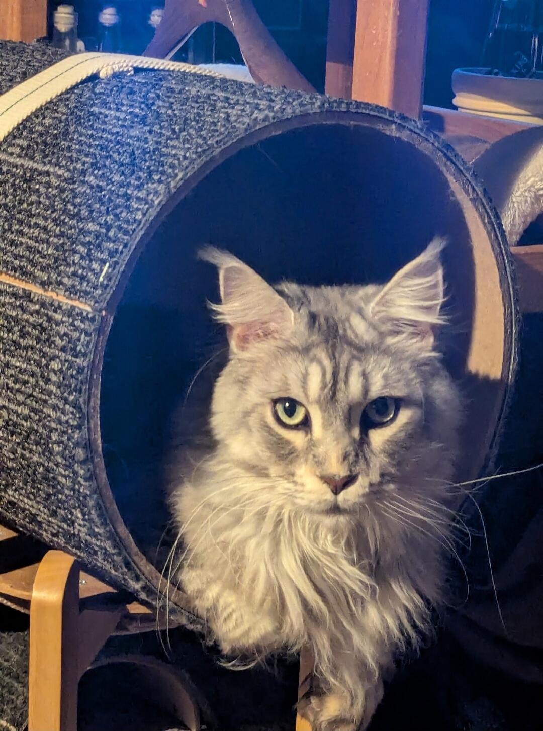 A fluffy cat sitting in a grey cylindrical cat tunnel.