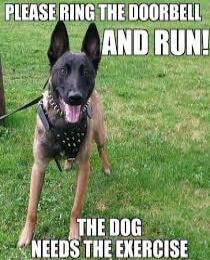 PLEASE RING THE DOORBELL AND RUN! THE DOG NEEDS THE EXERCISE