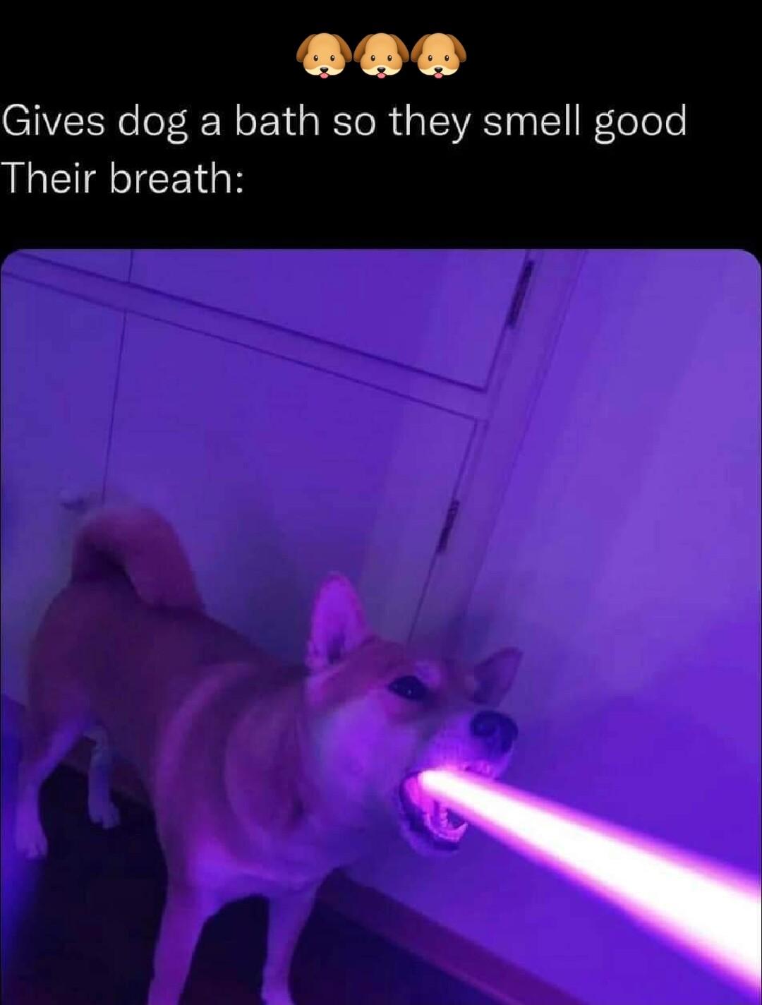 288 Gives dog a bath so they smell good Their breath